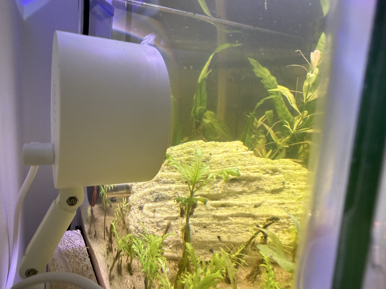 Tapo C120 camera watching the tank