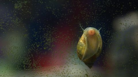 Bladder snail (Physella acuta)