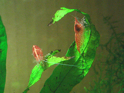 Red cherry shrimp