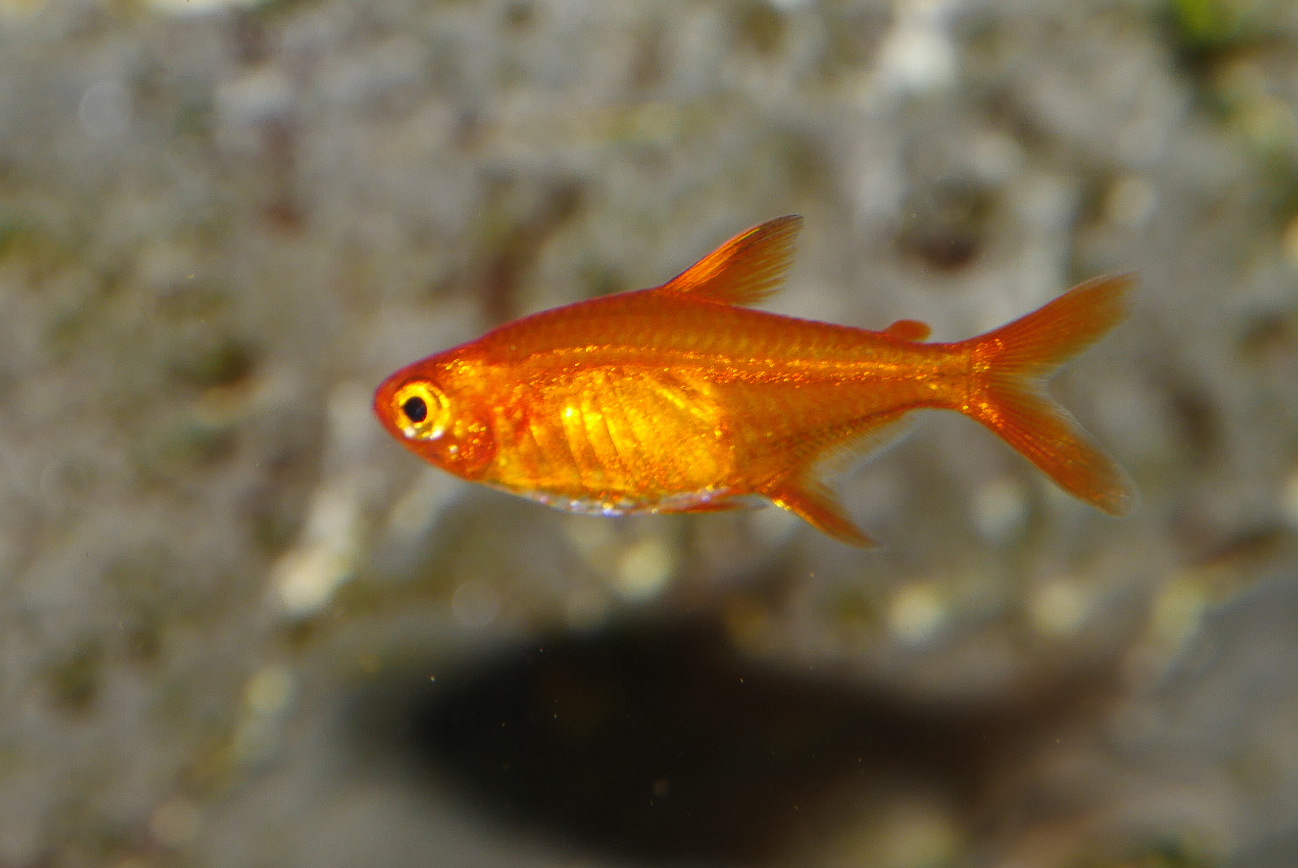 Ember tetra (Hyphessobrycon amandae)