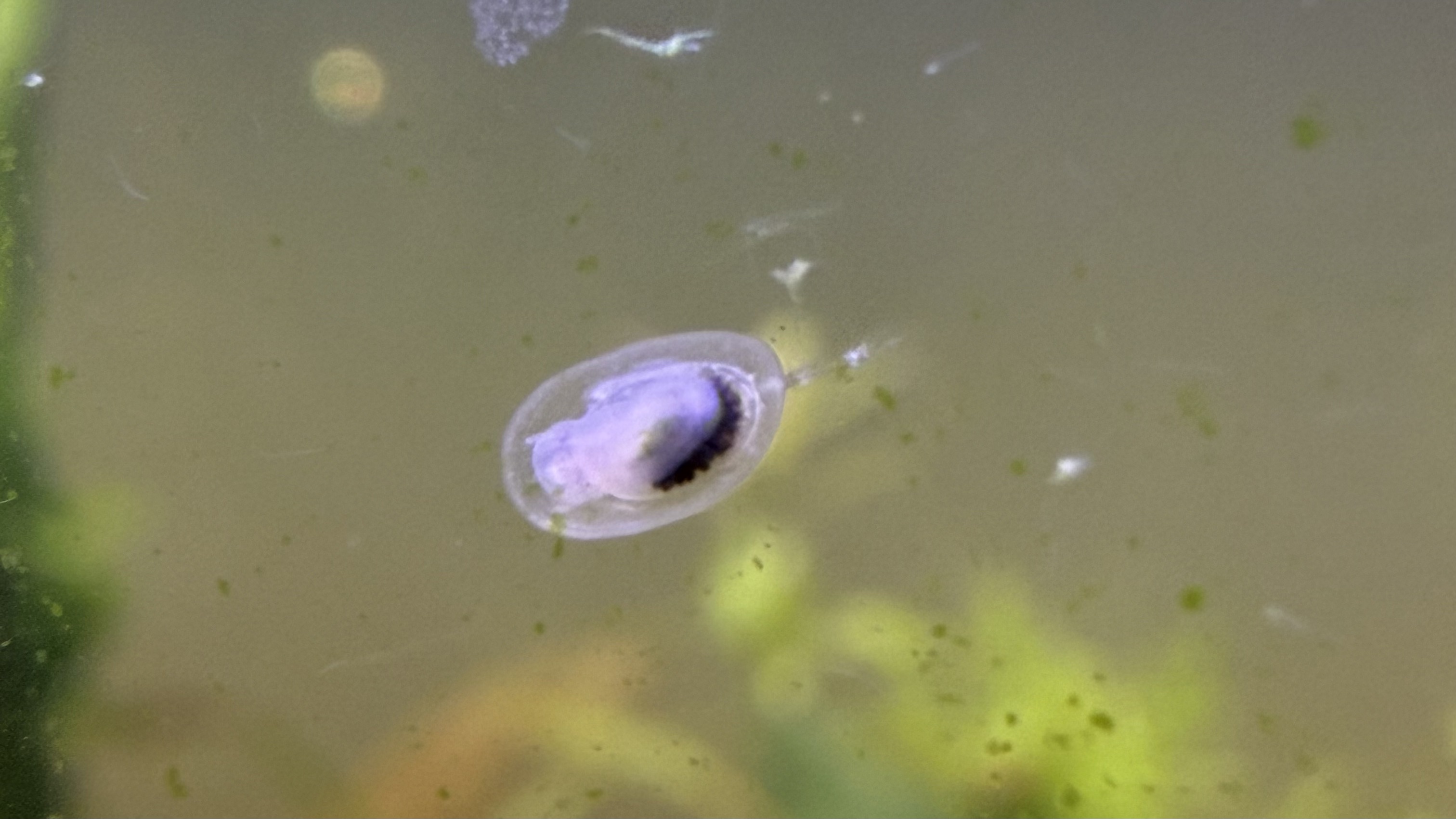 Freshwater limpet snail