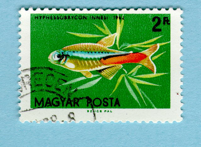 Neon tetra (Paracheirodon innesi)