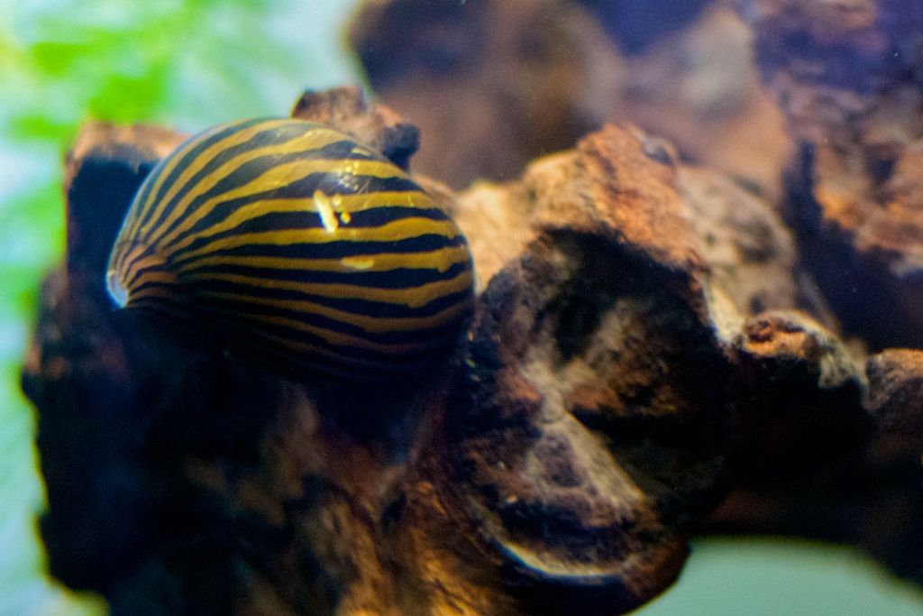 Zebra nerite snail