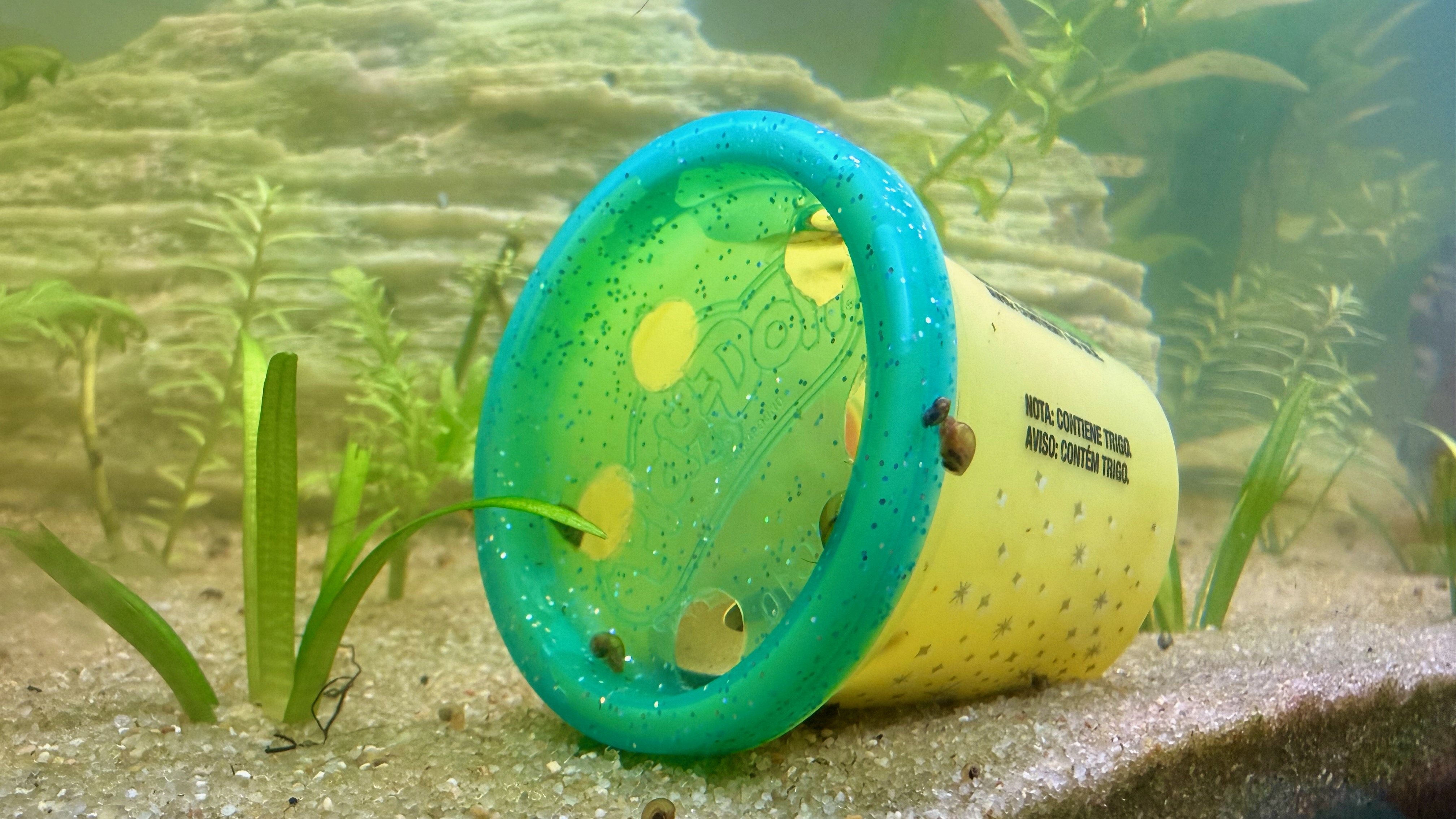 DIY snail trap