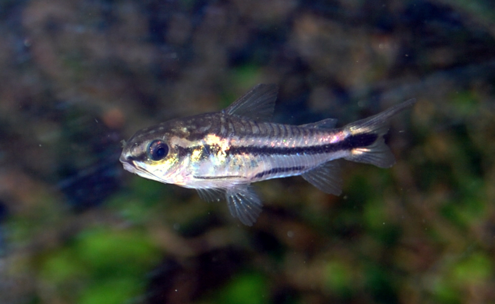 Pygmy corydoras