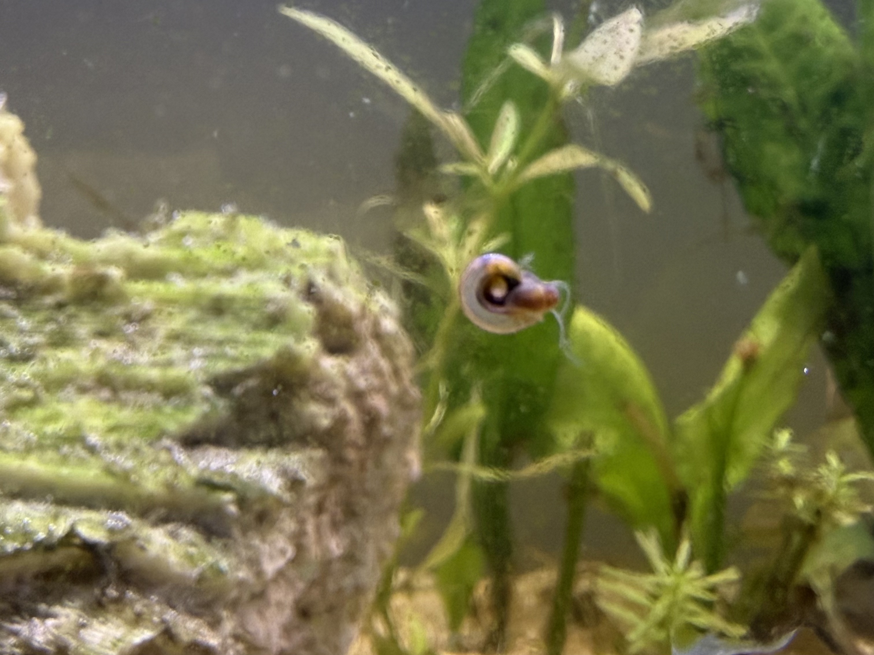 Ramshorn snail (Planorbella duryi)