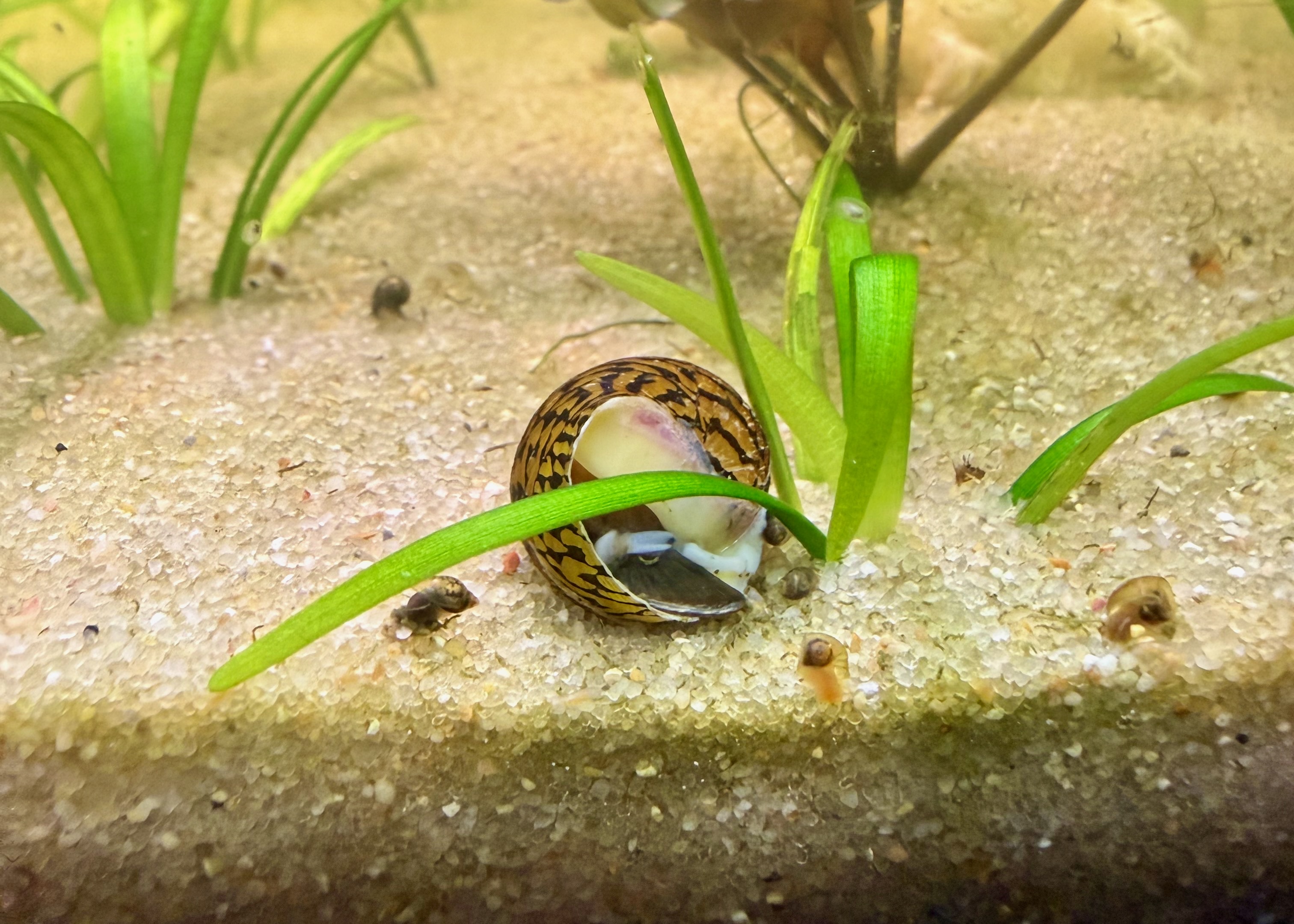 Dead nerite snail