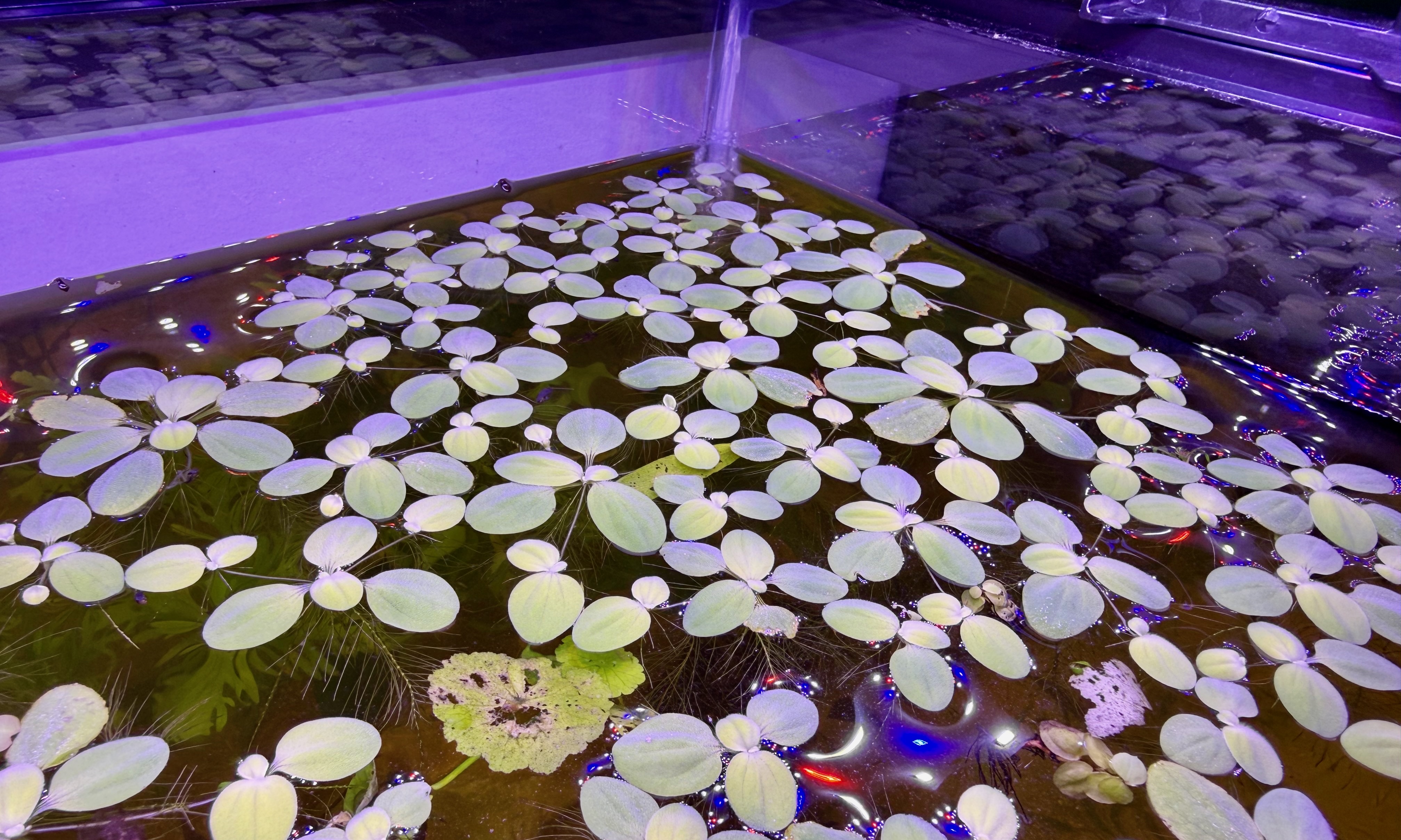 Water Lettuce covering the surface